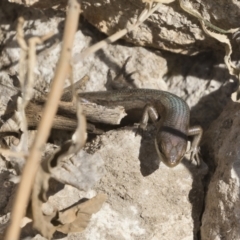 Carlia tetradactyla at Michelago, NSW - 11 Dec 2019 08:08 AM