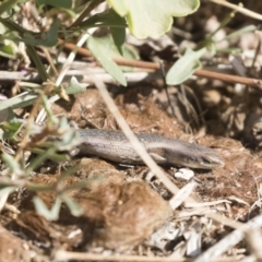 Carlia tetradactyla at Michelago, NSW - 11 Dec 2019 08:08 AM