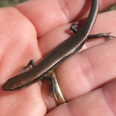 Lampropholis delicata (Delicate Skink) at Illilanga & Baroona - 15 Aug 2021 by Illilanga