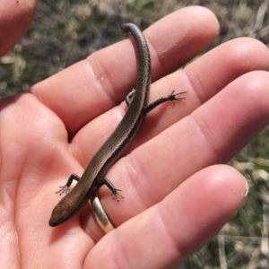 Lampropholis delicata at Michelago, NSW - 15 Aug 2021 12:32 PM