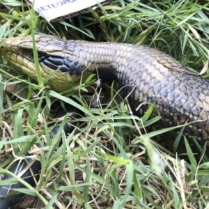 Tiliqua scincoides scincoides at Michelago, NSW - 3 Jan 2022