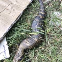 Tiliqua scincoides scincoides at Michelago, NSW - 3 Jan 2022 02:57 PM