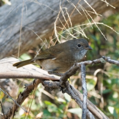 Pachycephala olivacea (Olive Whistler) at Cotter River, ACT - 26 Apr 2023 by DPRees125