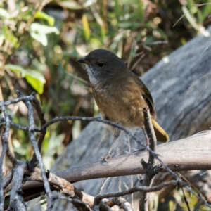 Pachycephala olivacea at Cotter River, ACT - suppressed