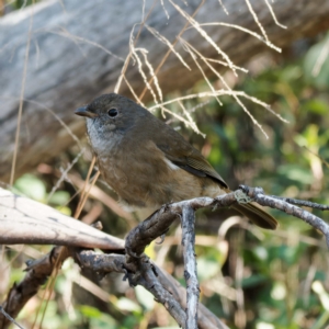 Pachycephala olivacea at Cotter River, ACT - suppressed