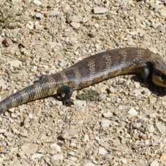 Tiliqua scincoides scincoides (Eastern Blue-tongue) at Michelago, NSW - 28 Oct 2021 by Illilanga