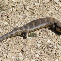 Tiliqua scincoides scincoides (Eastern Blue-tongue) at Michelago, NSW - 28 Oct 2021 by Illilanga