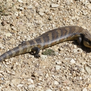 Tiliqua scincoides scincoides at Michelago, NSW - 28 Oct 2021