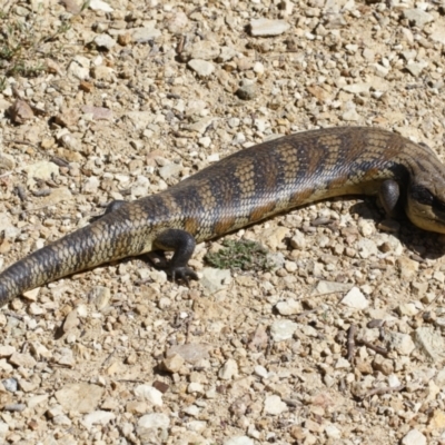 Tiliqua scincoides scincoides (Eastern Blue-tongue) at Illilanga & Baroona - 27 Oct 2021 by Illilanga