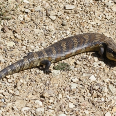 Tiliqua scincoides scincoides (Eastern Blue-tongue) at Michelago, NSW - 27 Oct 2021 by Illilanga