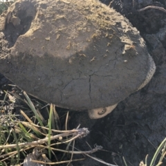 Chelodina longicollis (Eastern Long-necked Turtle) at Illilanga & Baroona - 5 Jul 2020 by Illilanga