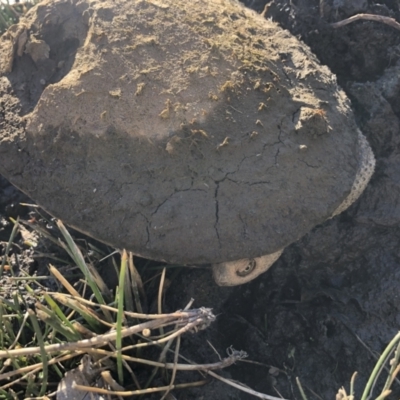 Chelodina longicollis (Eastern Long-necked Turtle) at Illilanga & Baroona - 5 Jul 2020 by Illilanga