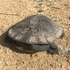 Chelodina longicollis (Eastern Long-necked Turtle) at Michelago, NSW - 5 Dec 2022 by Illilanga