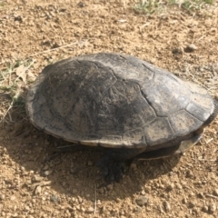 Chelodina longicollis at Illilanga & Baroona - 5 Dec 2022 09:00 AM