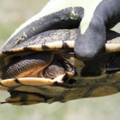 Chelodina longicollis (Eastern Long-necked Turtle) at Michelago, NSW - 11 Oct 2021 by Illilanga