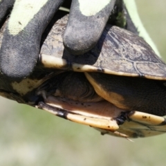 Chelodina longicollis at Illilanga & Baroona - 11 Oct 2021