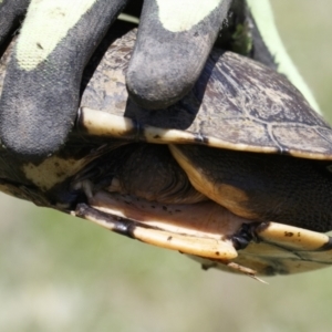 Chelodina longicollis at Illilanga & Baroona - 11 Oct 2021