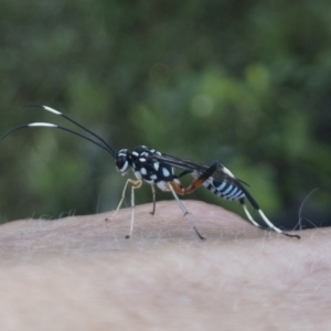 Stenarella victoriae at Michelago, NSW - 20 Dec 2021 08:44 AM