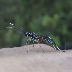 Stenarella victoriae (An ichneumon parasitic wasp) at Illilanga & Baroona - 19 Dec 2021 by Illilanga