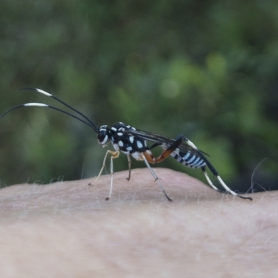 Stenarella victoriae (An ichneumon parasitic wasp) at Michelago, NSW - 19 Dec 2021 by Illilanga