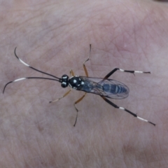 Stenarella victoriae at Michelago, NSW - 20 Dec 2021