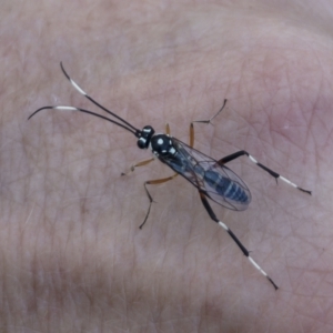 Stenarella victoriae at Michelago, NSW - 20 Dec 2021 08:44 AM