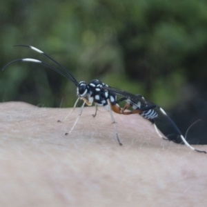 Stenarella victoriae at Michelago, NSW - 20 Dec 2021 08:44 AM