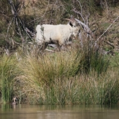Capra hircus (Goat) at QPRC LGA - 25 Apr 2023 by jb2602