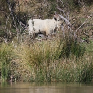 Capra hircus at Yarrow, NSW - 25 Apr 2023