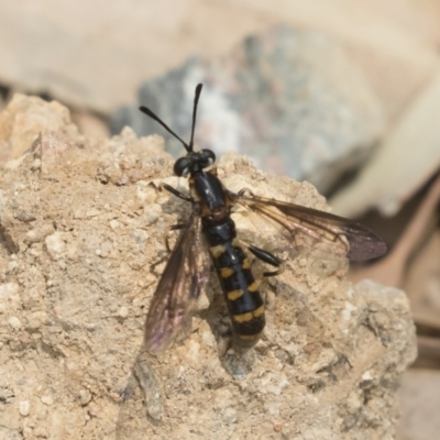 Miltinus sp. (genus) (Miltinus mydas fly) at Illilanga & Baroona - 22 Dec 2019 by Illilanga