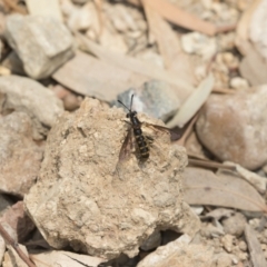 Miltinus sp. (genus) at Michelago, NSW - 22 Dec 2019 12:03 PM