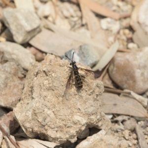 Miltinus sp. (genus) at Michelago, NSW - 22 Dec 2019