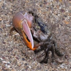 Unidentified Crab, Prawn, Barnacle (Crustacea) at Wellington Point, QLD - 26 Apr 2023 by TimL