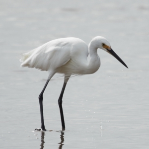 Egretta garzetta at Ormiston, QLD - 25 Apr 2023