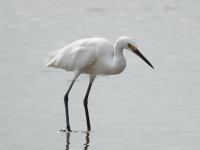 Egretta garzetta (Little Egret) at Ormiston, QLD - 24 Apr 2023 by TimL