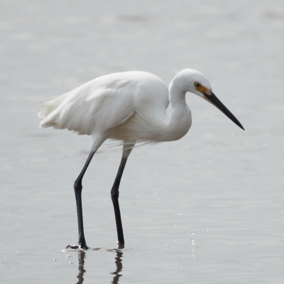 Egretta garzetta (Little Egret) at Ormiston, QLD - 24 Apr 2023 by TimL