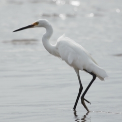 Egretta garzetta at Ormiston, QLD - 25 Apr 2023