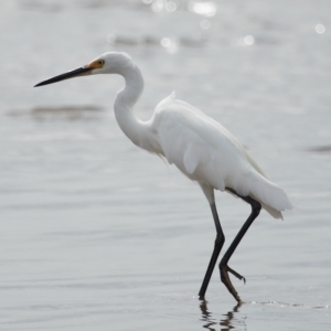 Egretta garzetta at Ormiston, QLD - 25 Apr 2023 09:48 AM