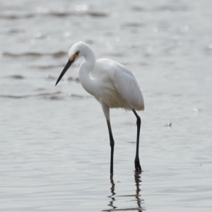 Egretta garzetta at Ormiston, QLD - 25 Apr 2023