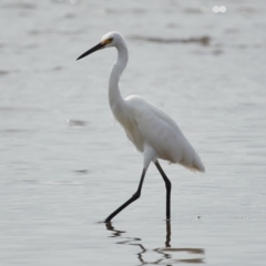 Egretta garzetta at Ormiston, QLD - 25 Apr 2023 09:48 AM