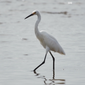 Egretta garzetta at Ormiston, QLD - 25 Apr 2023