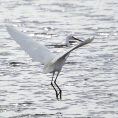 Egretta garzetta at Ormiston, QLD - 25 Apr 2023