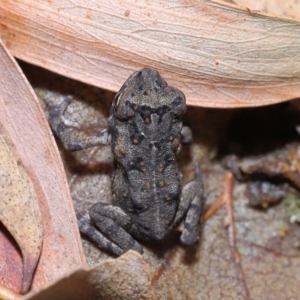 Rhinella marina at Wellington Point, QLD - 26 Apr 2023