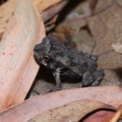 Rhinella marina at Wellington Point, QLD - 26 Apr 2023 12:20 PM