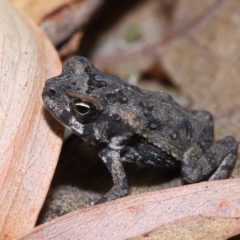 Rhinella marina at Wellington Point, QLD - 26 Apr 2023 12:20 PM