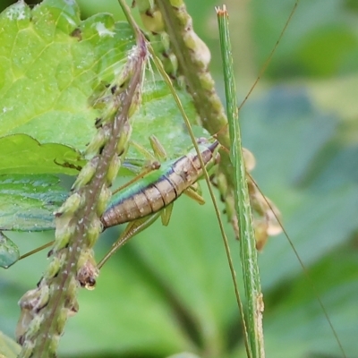 Conocephalus sp. (genus) (A Tussock Katydid) at Wodonga - 25 Apr 2023 by KylieWaldon