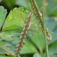 Conocephalus sp. (genus) at Bandiana, VIC - 25 Apr 2023