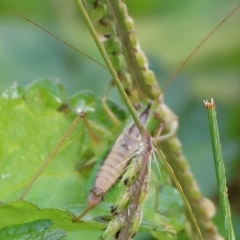 Conocephalus sp. (genus) at Bandiana, VIC - 25 Apr 2023