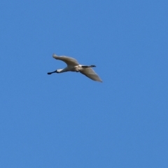 Platalea regia (Royal Spoonbill) at Wodonga - 25 Apr 2023 by KylieWaldon