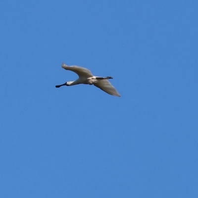 Platalea regia (Royal Spoonbill) at Wodonga Regional Park - 25 Apr 2023 by KylieWaldon